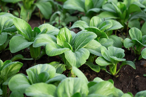 RDR Seeds Shanghai green stem bok choy for home gardening