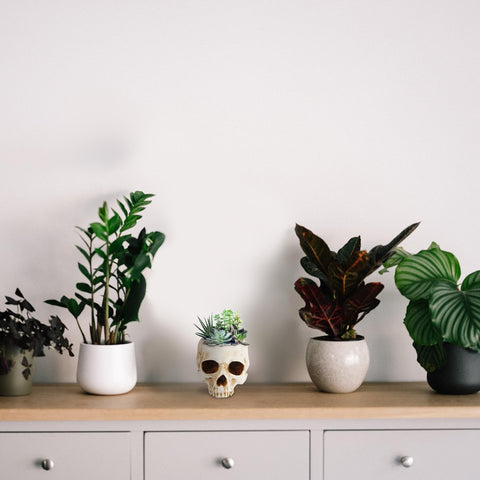 READAEER package-ready skull decor for gifting or display.