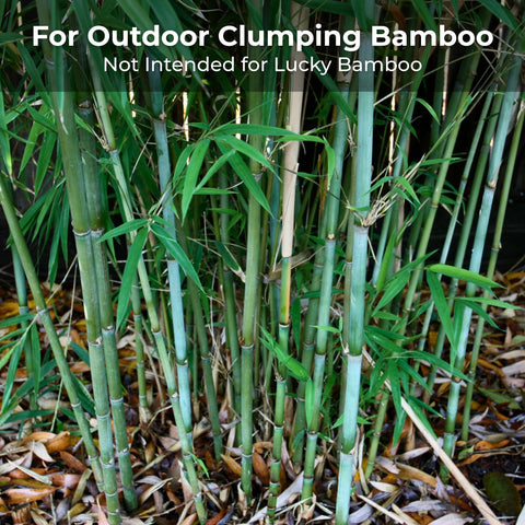 Real Growers Bamboo Special applied to a bamboo hedge for healthy growth