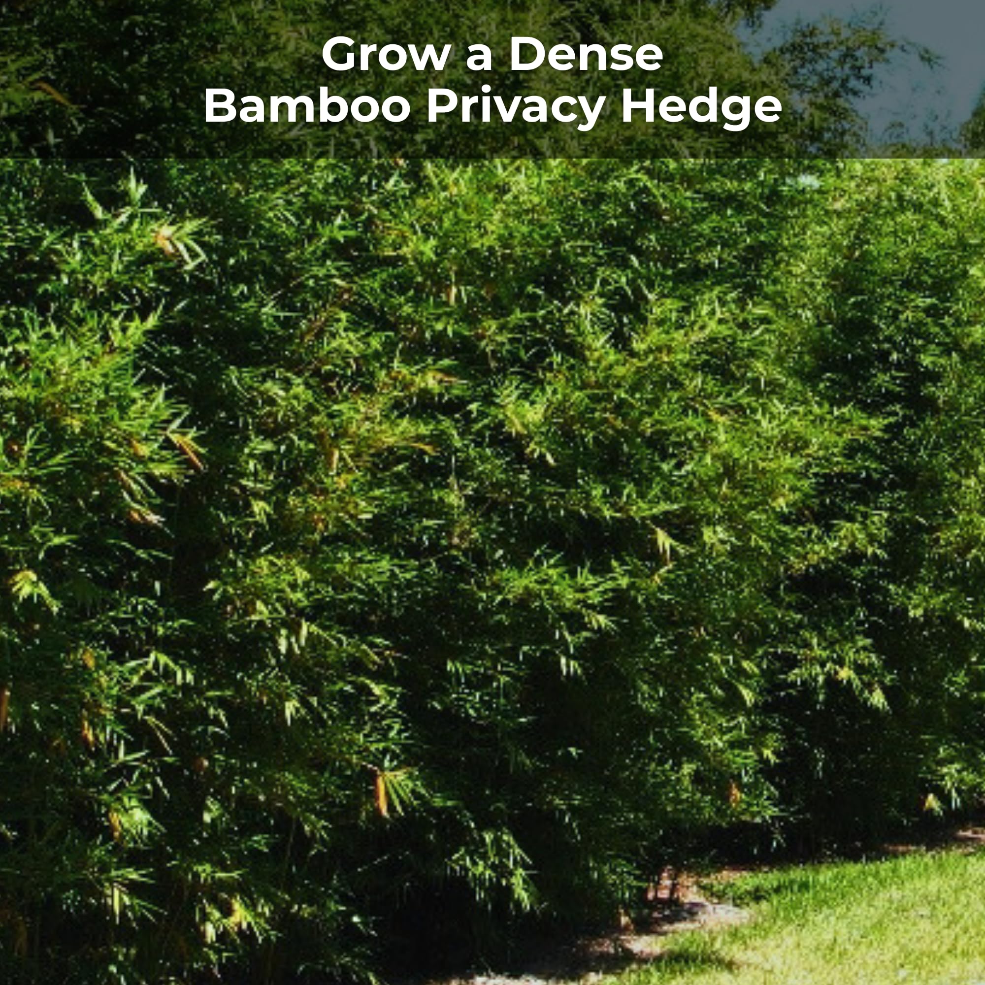 Real Growers Bamboo Special coated pellets closeup shows controlled-release action.
