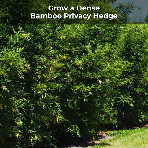 Real Growers Bamboo Special coated pellets closeup shows controlled-release action.