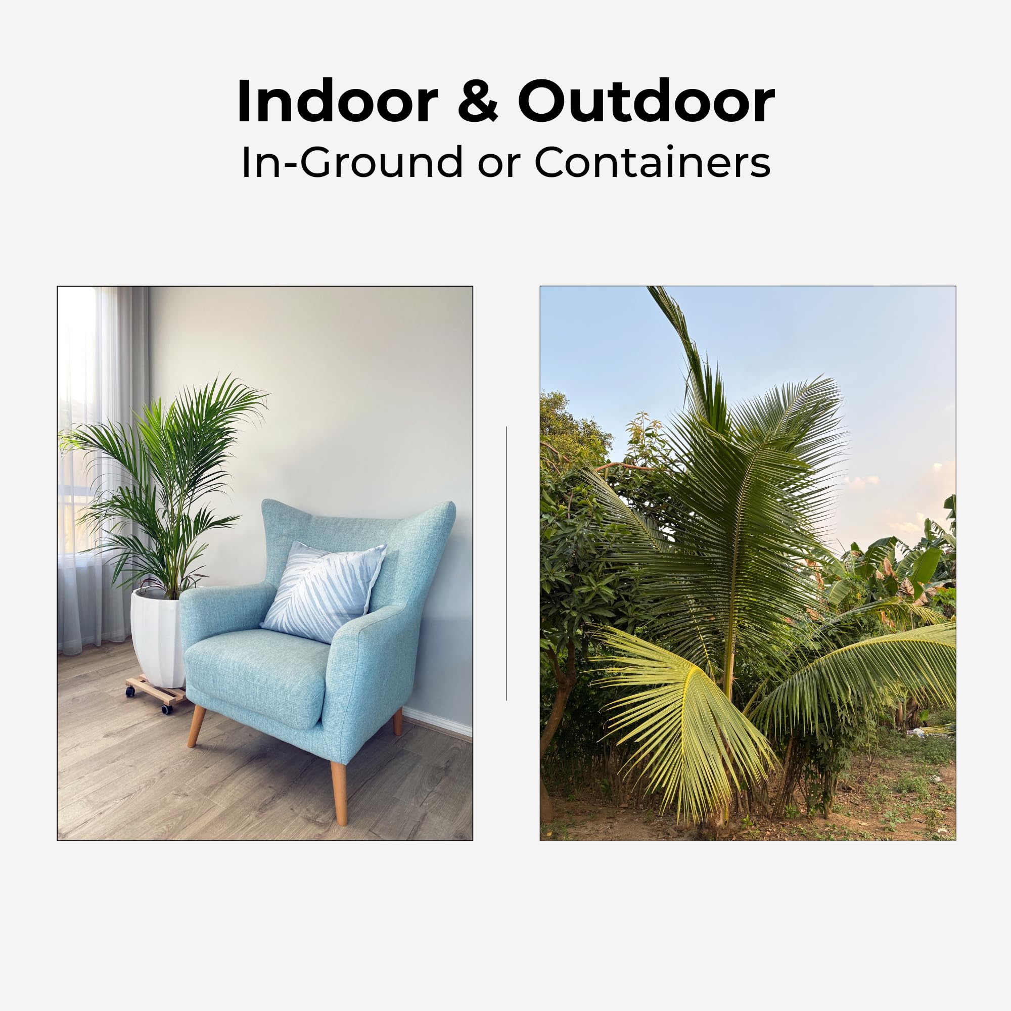 Outdoor palm bed benefits from Real Growers palm fertilizer granules.