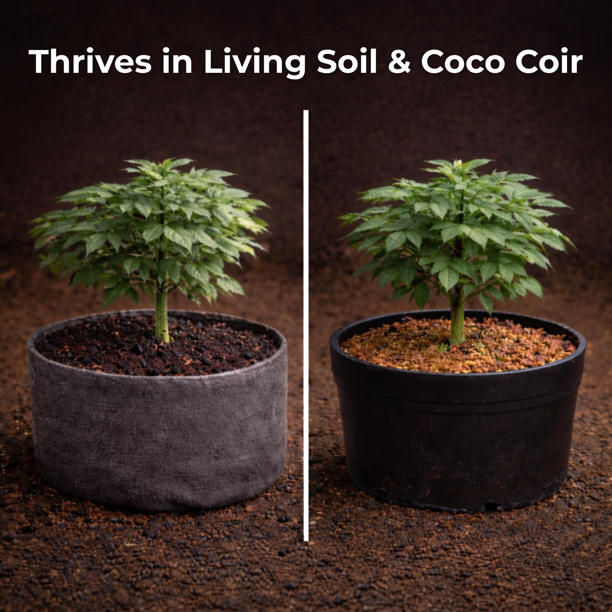 Real Growers Recharge used in coco coir systems to support nutrient uptake.