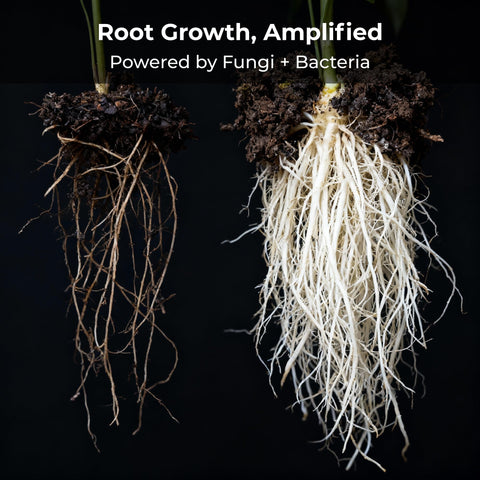 Microbes close-up from Real Growers Recharge product