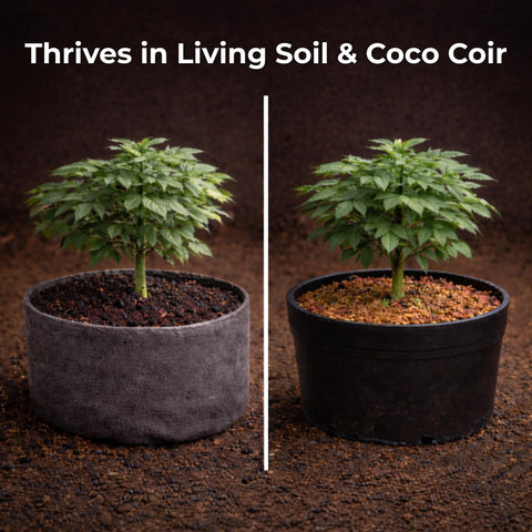 Real Growers Recharge enhances nutrient uptake and reduces lockout risk