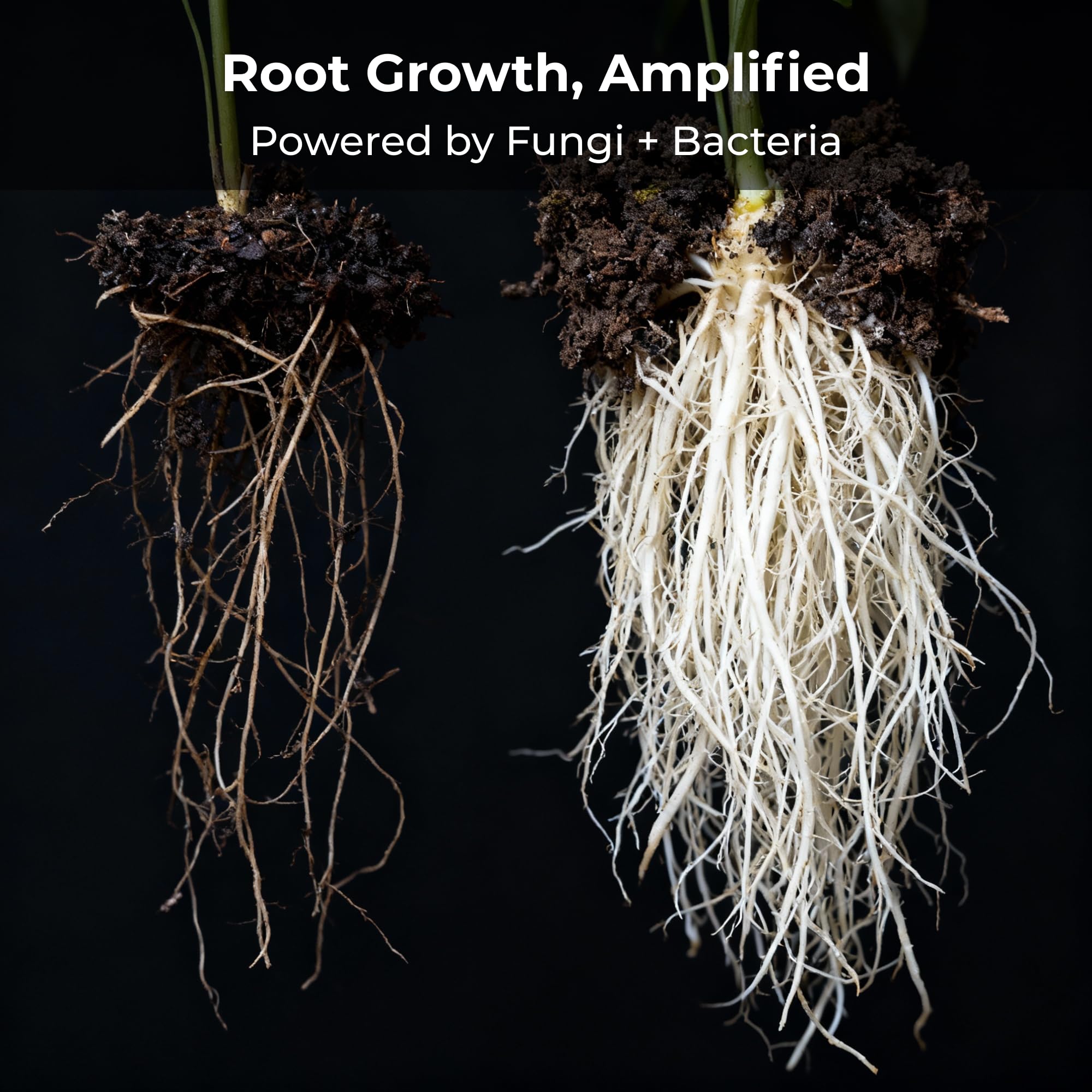 Real Growers Recharge supports root resilience during transplant and growth cycles