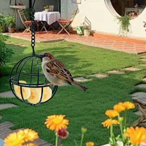 Rebecca Online outdoor garden use suet feeder attracts birds.
