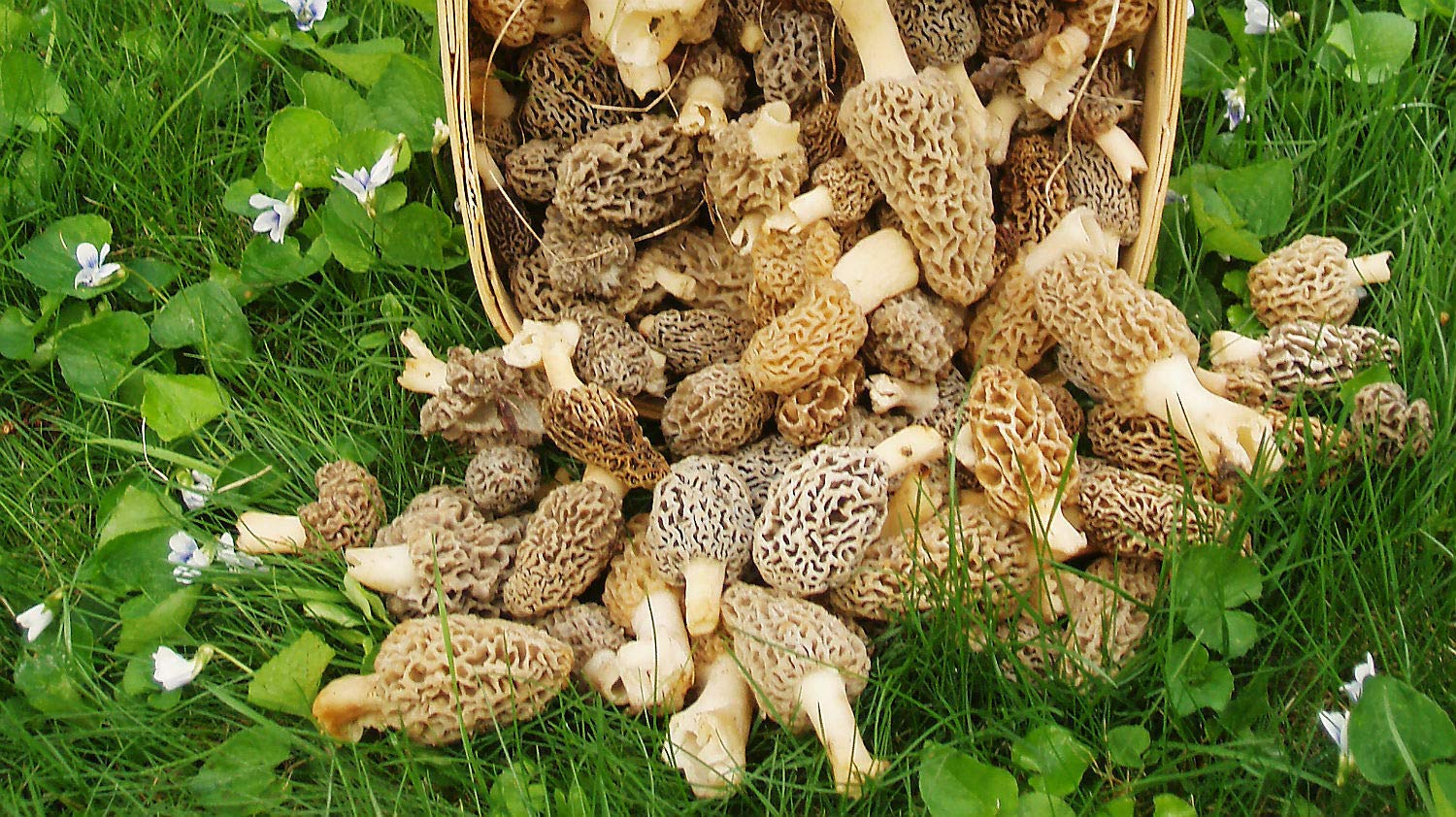 Red Supply Solution forest habitat supports true Morel growth for outdoor cultivation