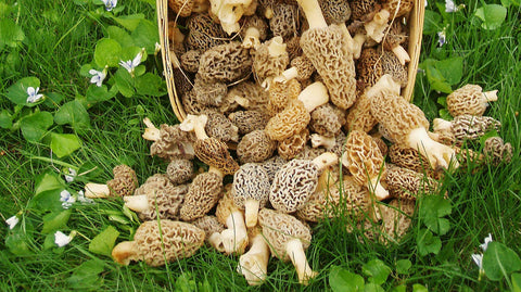 Red Supply Solution forest habitat supports true Morel growth for outdoor cultivation
