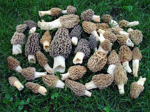 Red Supply Solution garden care tips to nurture a Morel patch