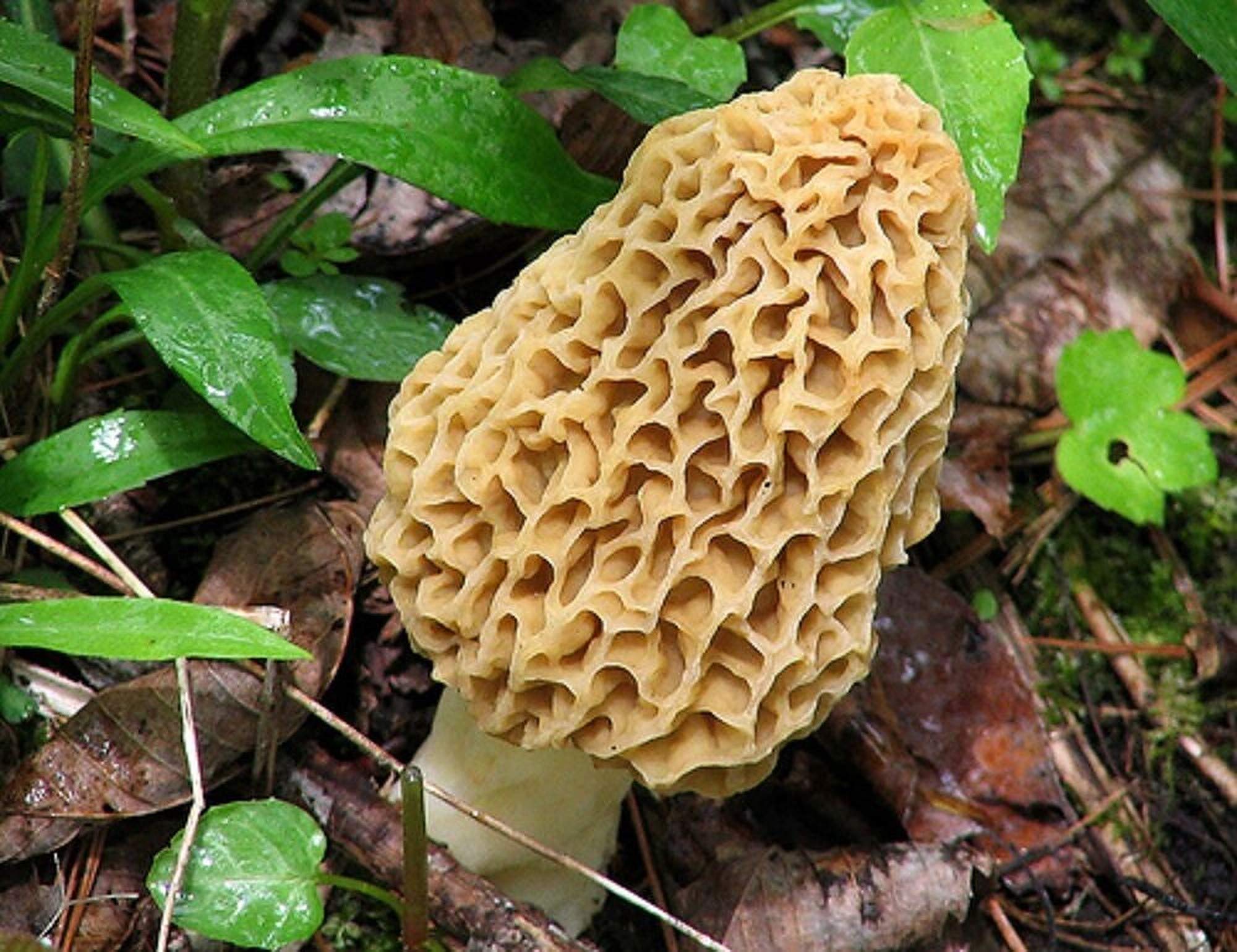 Red Supply Solution Morel spores kit with instructional video for growing Morels