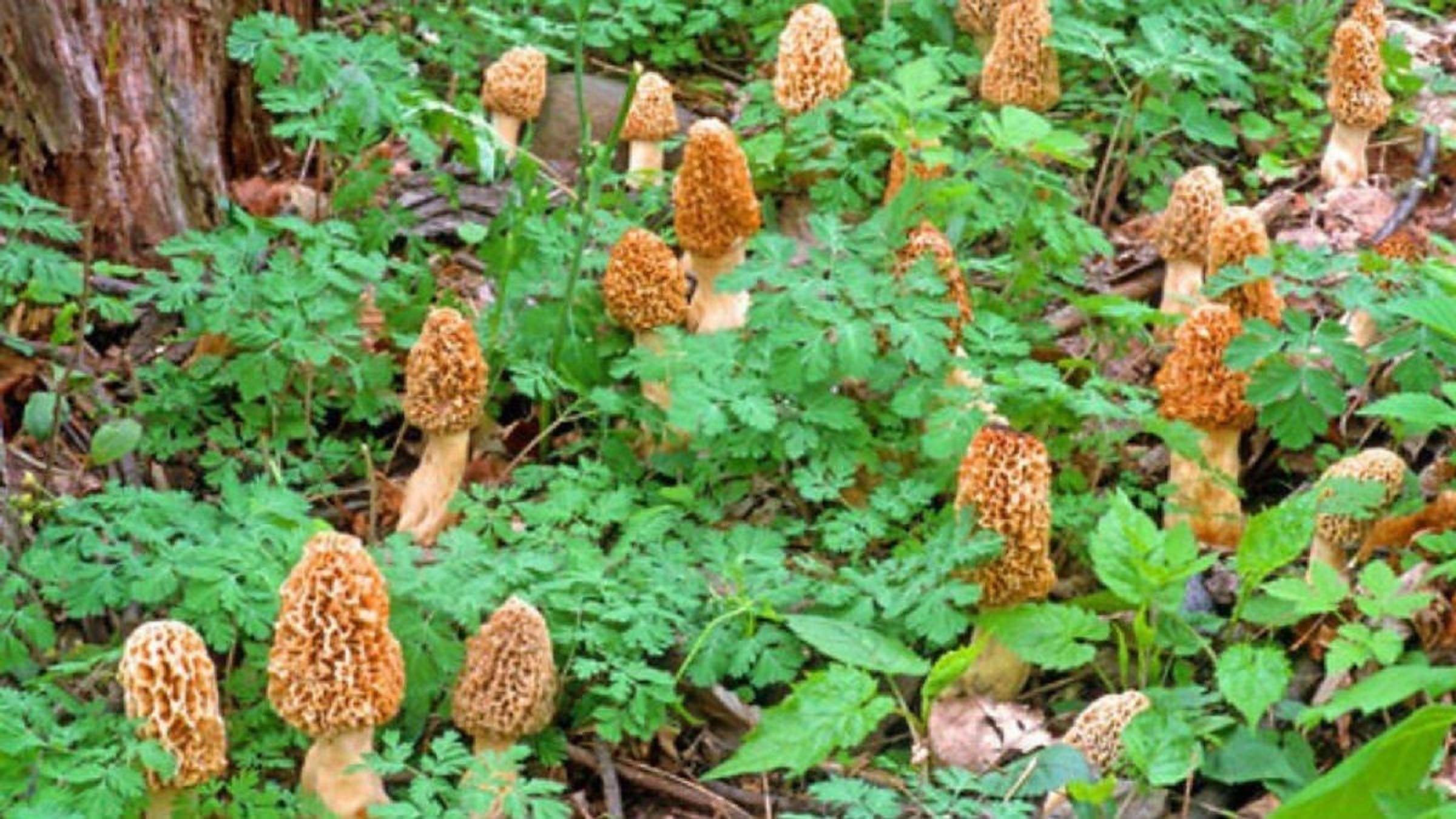 Red Supply Solution sawdust substrate provides a natural growth base for Morels