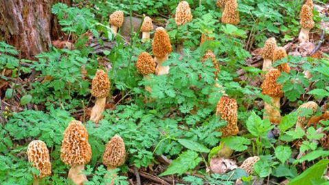 Red Supply Solution sawdust substrate provides a natural growth base for Morels