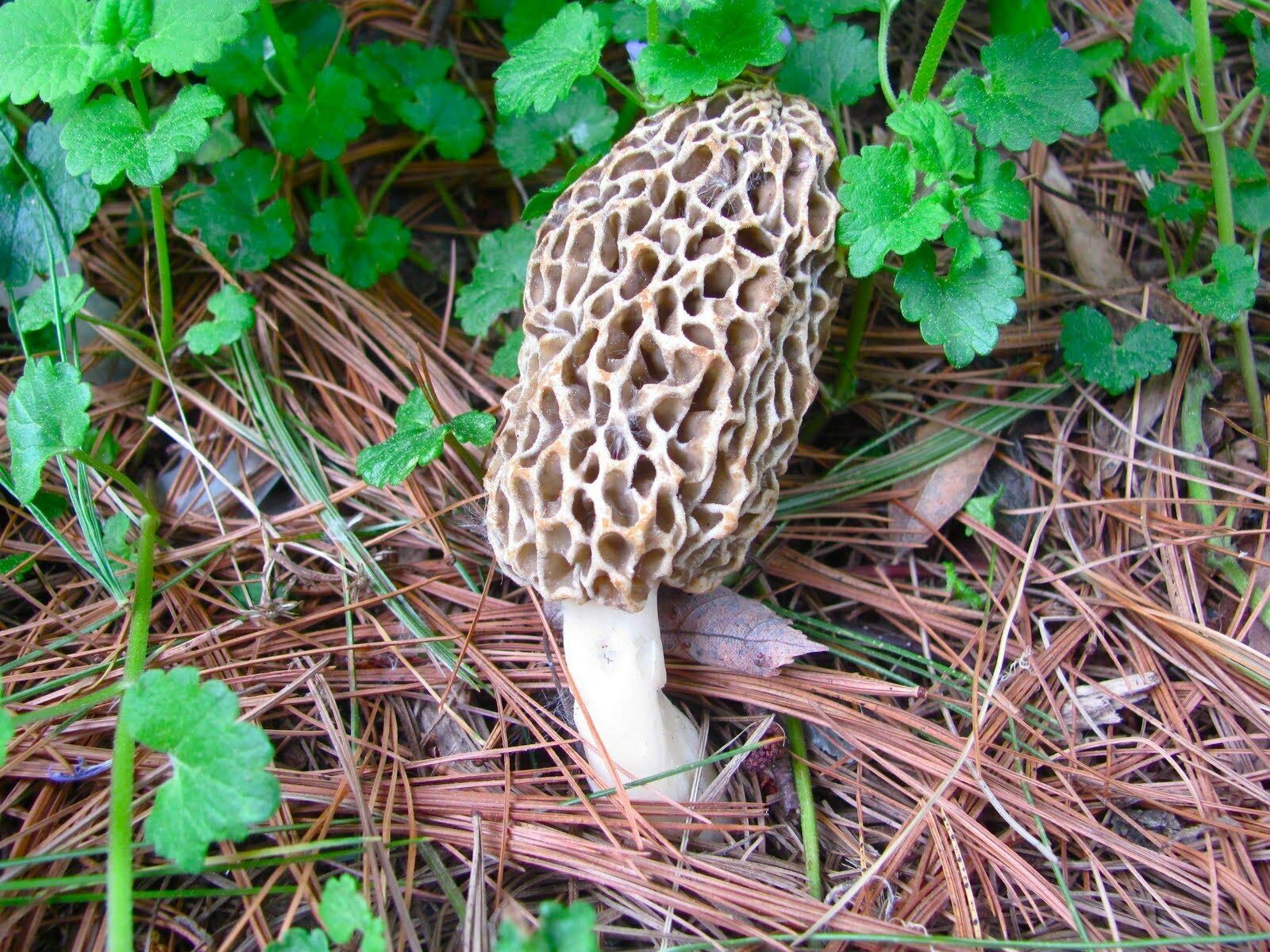 Red Supply Solution yard patch setup for starting a Morel mushroom bed