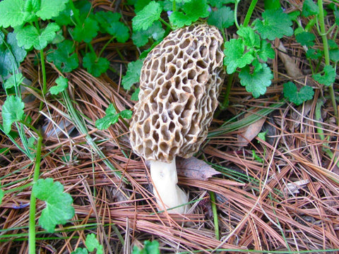 Red Supply Solution yard patch setup for starting a Morel mushroom bed