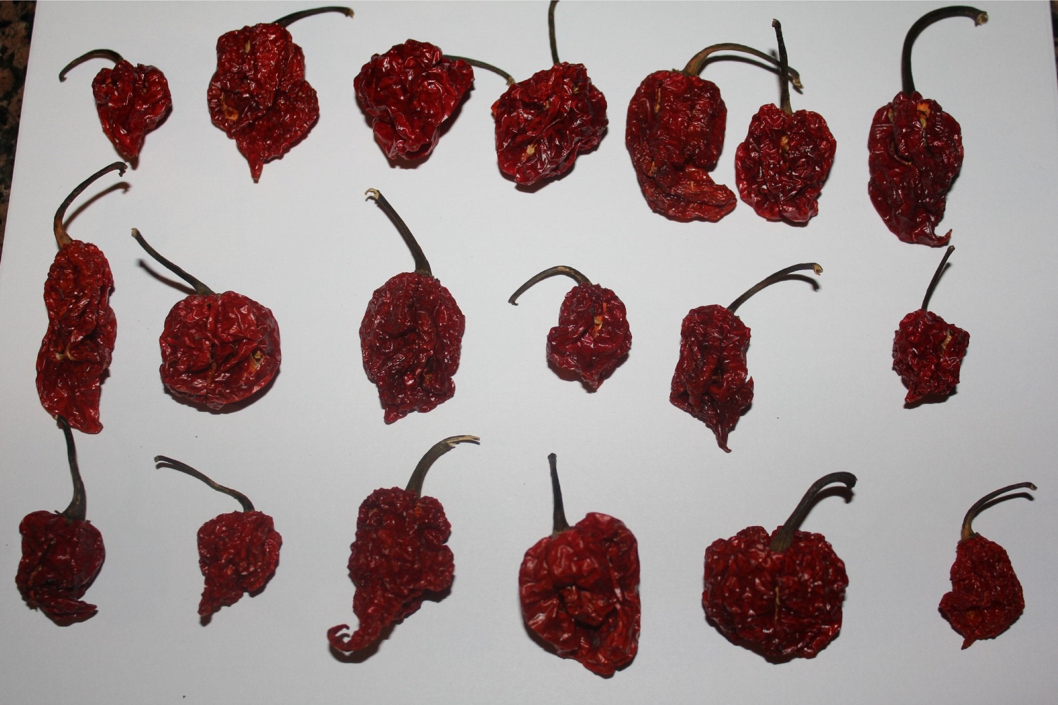 Red Tail Trinidad Moruga Scorpion pods in resealable bag preserving freshness for kitchen use.