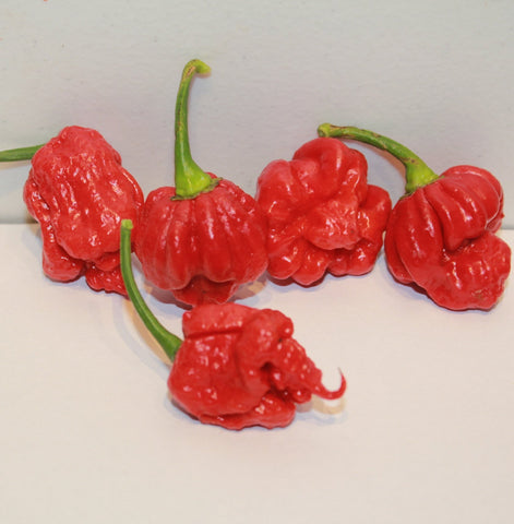 Red Tail Trinidad Moruga Scorpion pods stacked for spicy flavor inspiration.