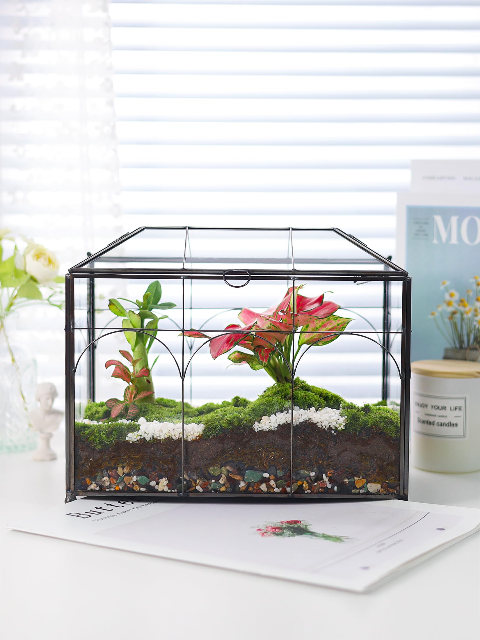 REDHUGO suitable for succulents, cacti, ferns, moss, and air plants