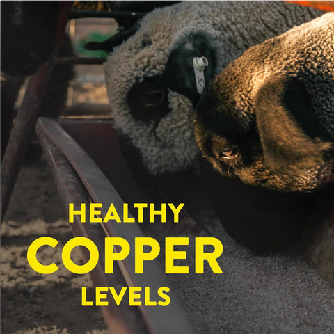 REDMOND Sheep Mineral bag pouring into feeder supports easy free-choice feeding