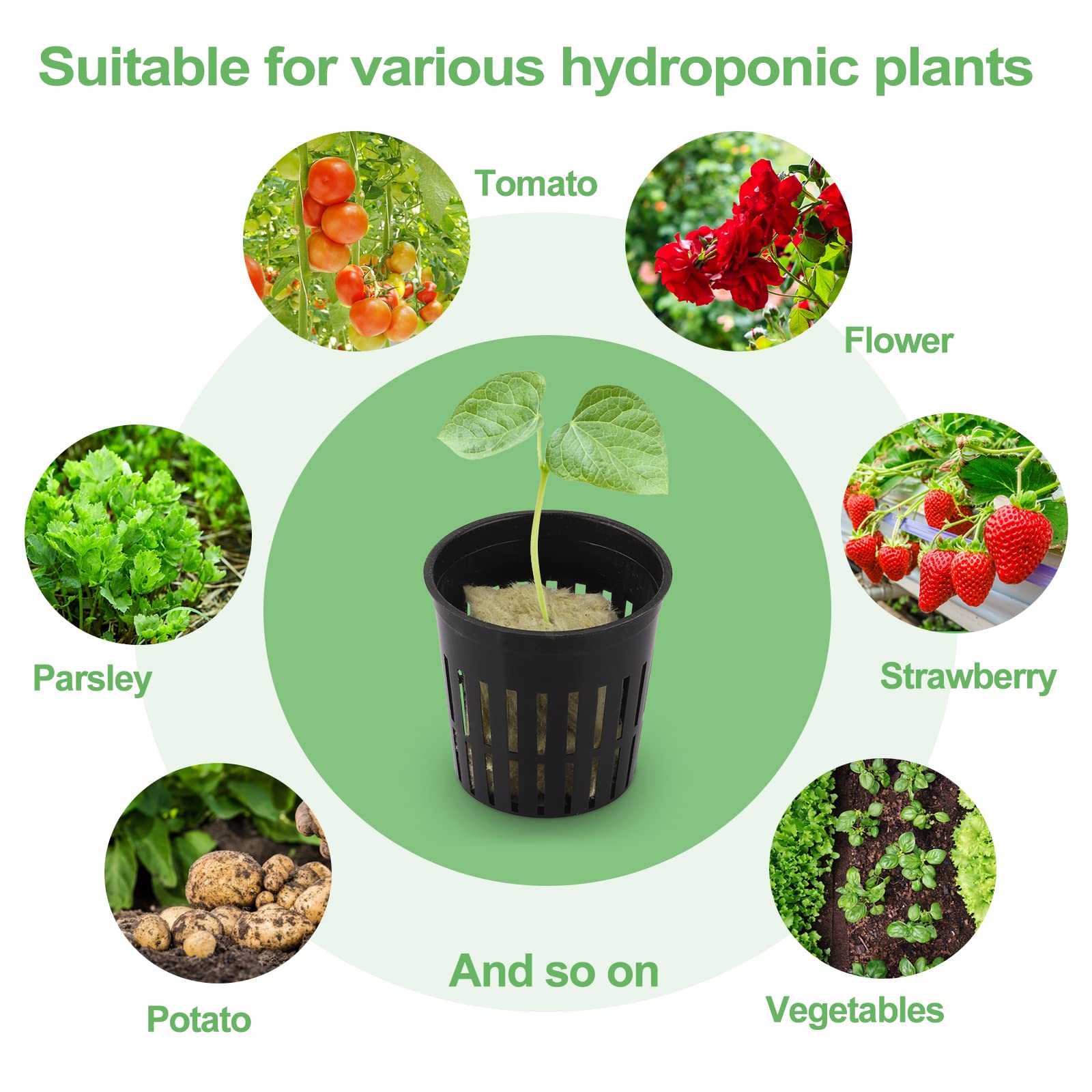 Reeooue starter kit demonstrates easy hydroponic setup