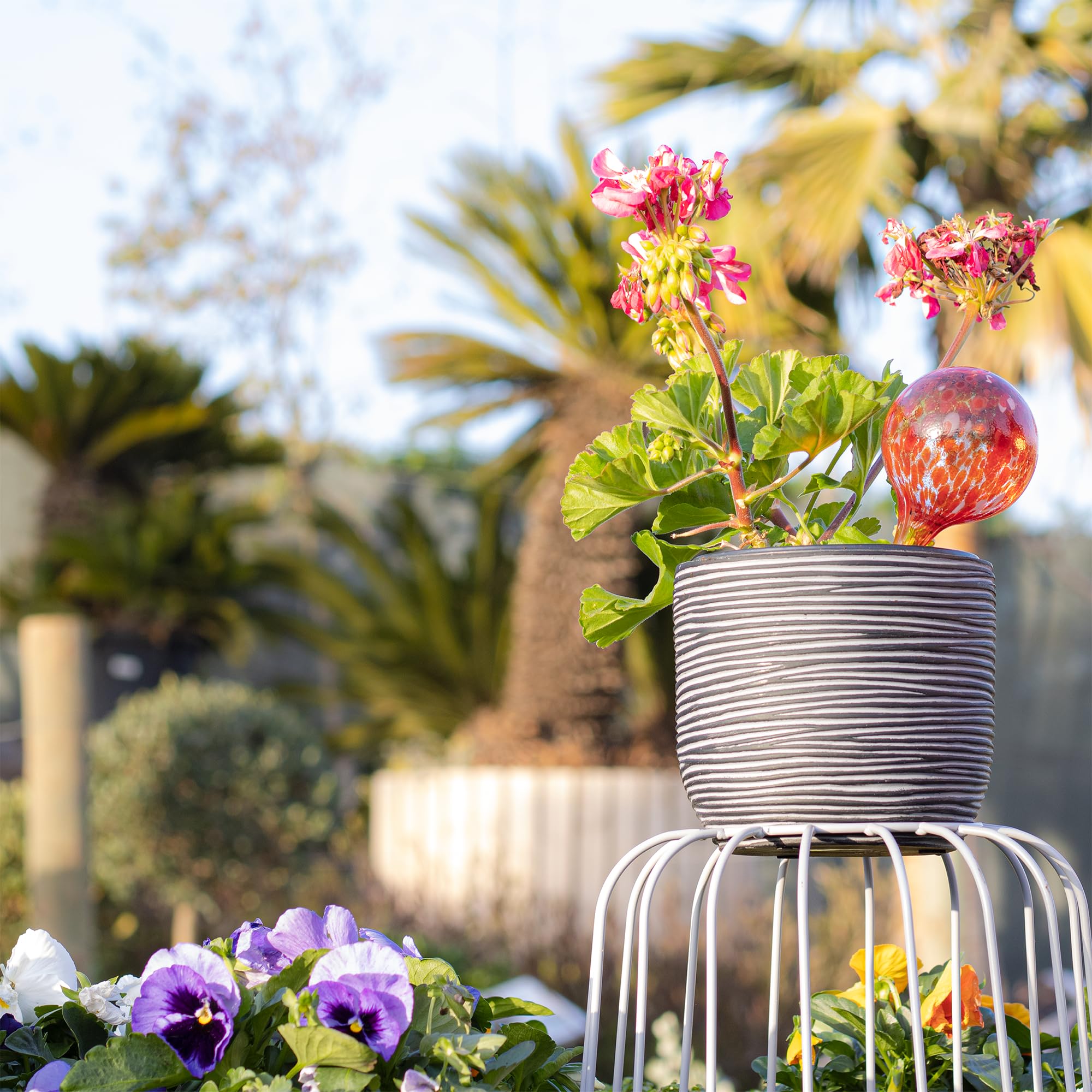 Reifier 6-inch length globes fit standard pots and plant varieties with reliable moisture.