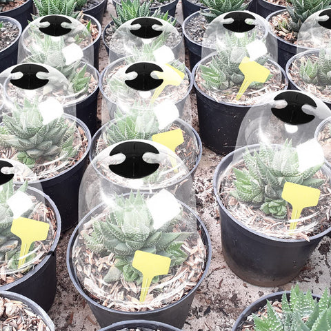 Remerry PET clear cloche material offers durable, reusable protection for seed starting.