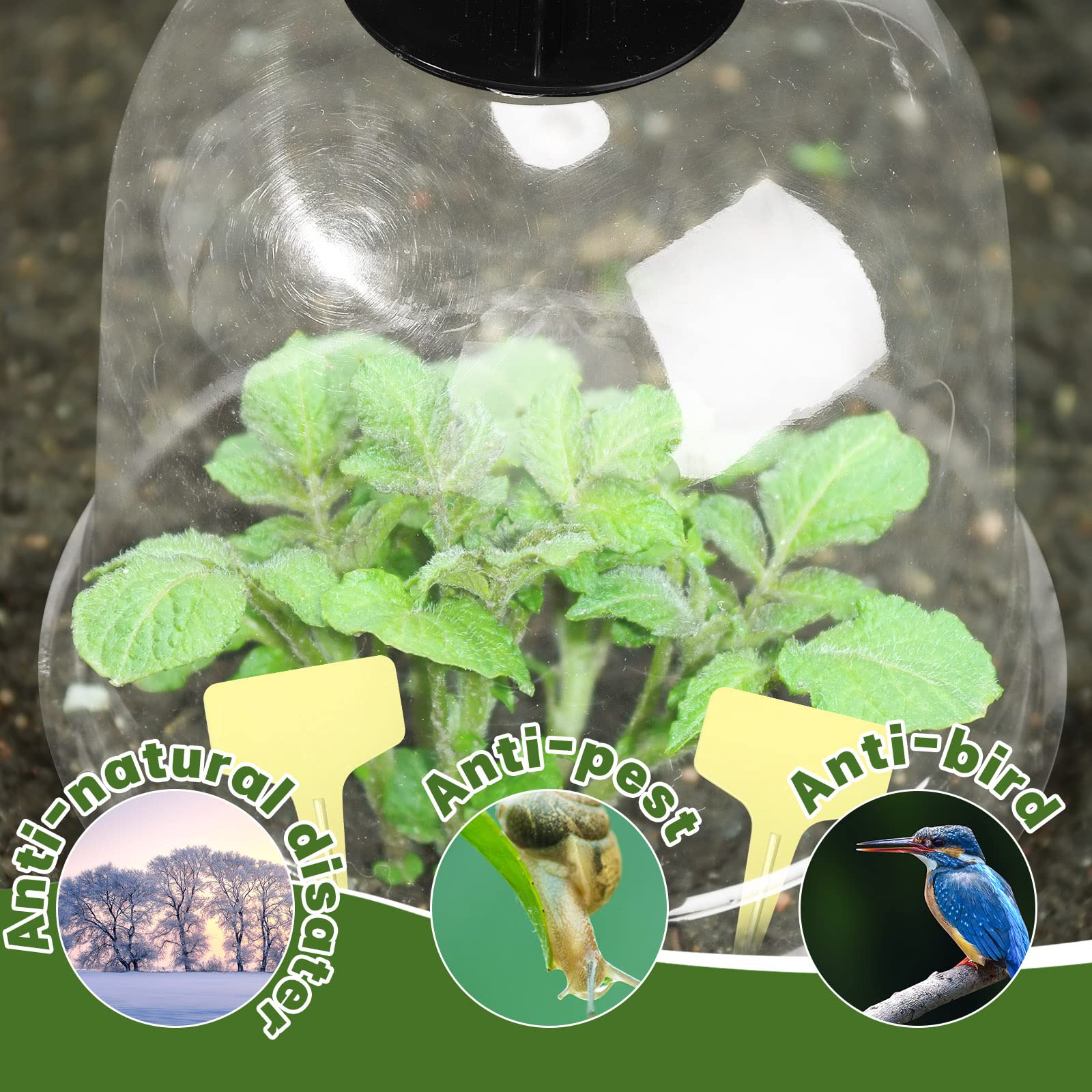 Remerry seven point nine by six point seven inch cloche shields sprouts from frost and pests.