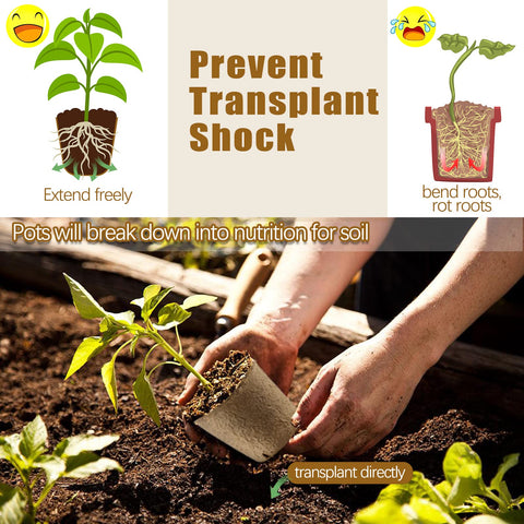 REMIAWY peat pots demonstrate air pruning to promote healthy roots.