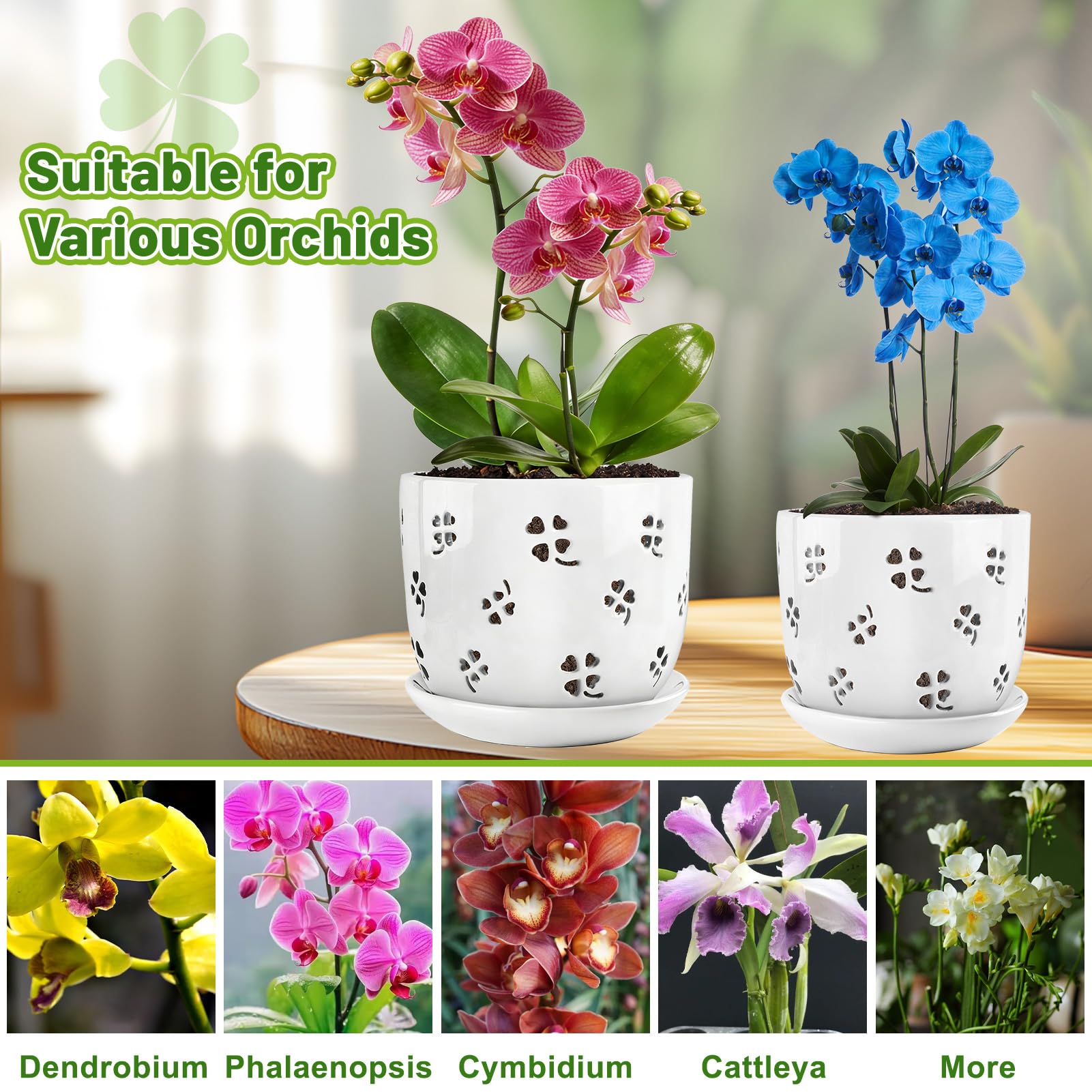 REMIAWY two-pack orchid pots in two sizes for varied growth