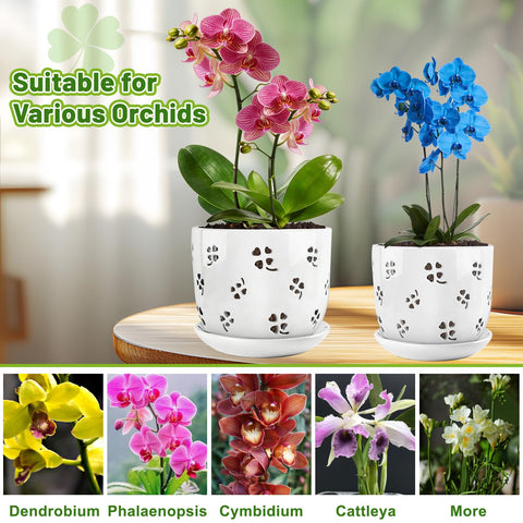 REMIAWY two-pack orchid pots in two sizes for varied growth