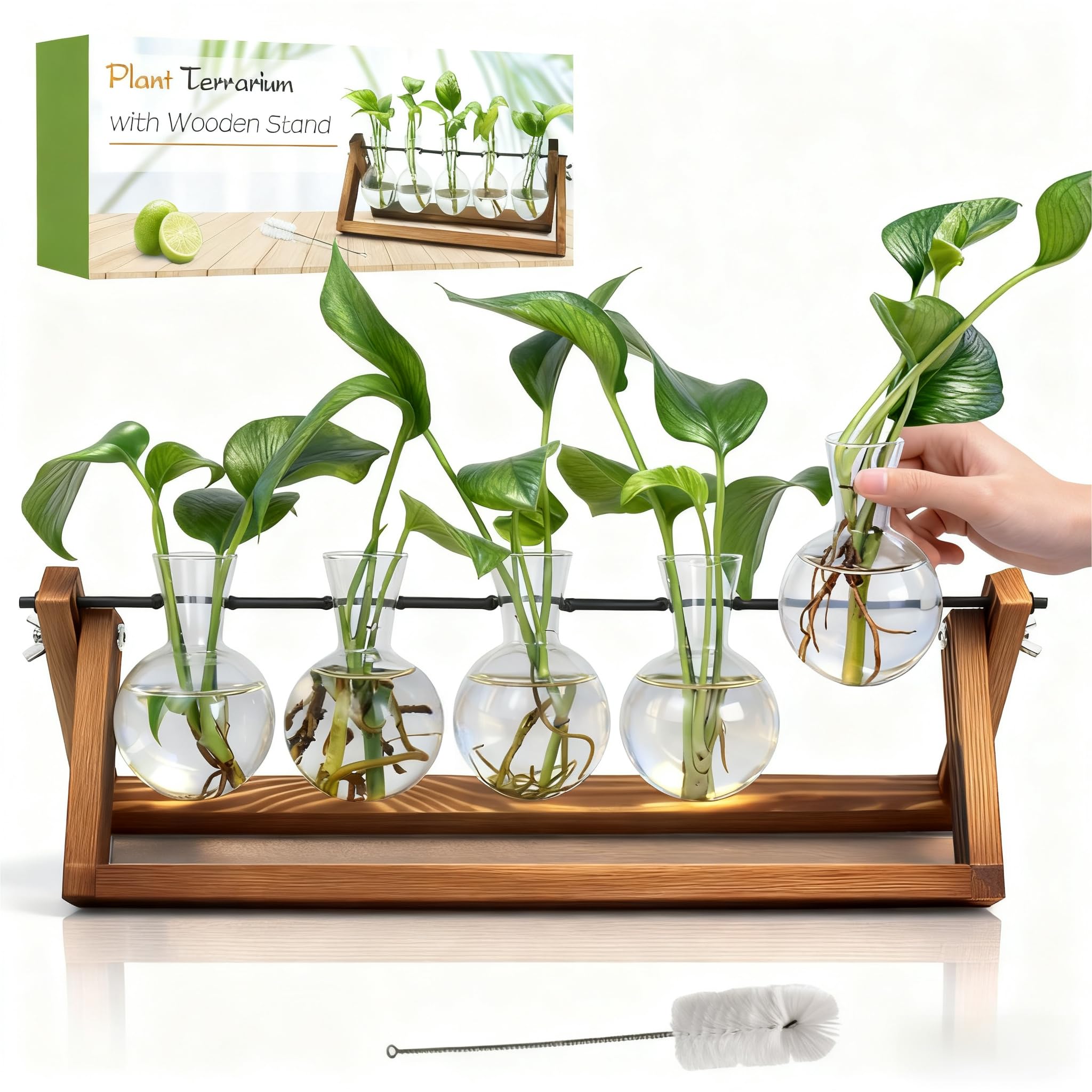 Renmxj propagation station with five glass bulbs adding greenery to a desk