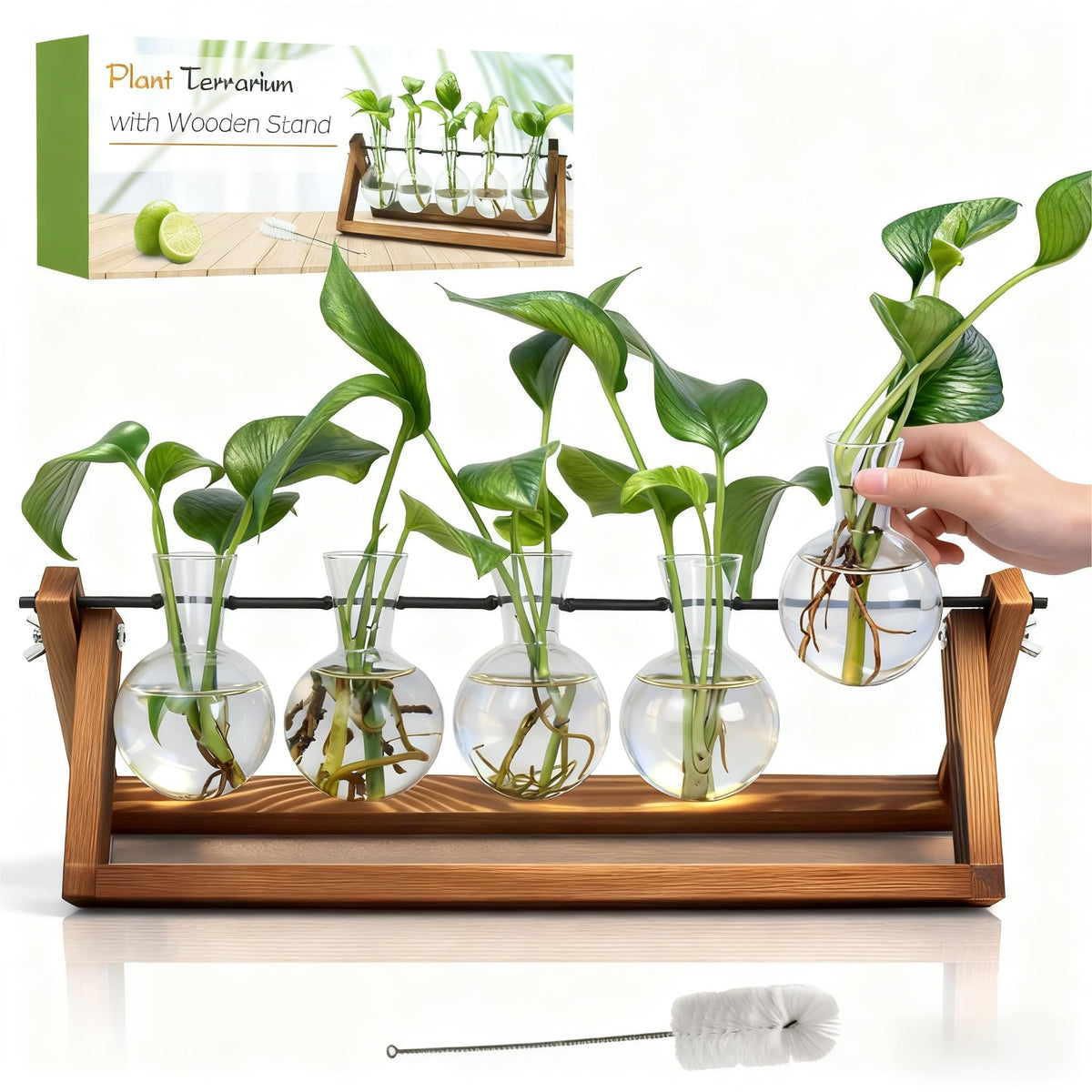 Renmxj propagation station with five glass bulbs adding greenery to a desk
