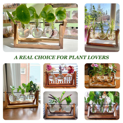 Renmxj glass bulb vases close-up for observing roots