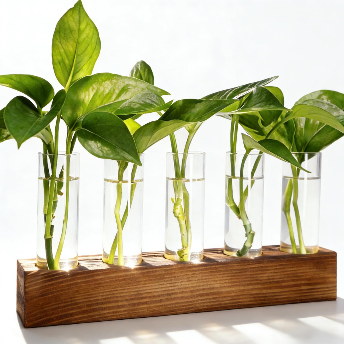 Renmxj propagation station with wooden base and five tubes for root growth