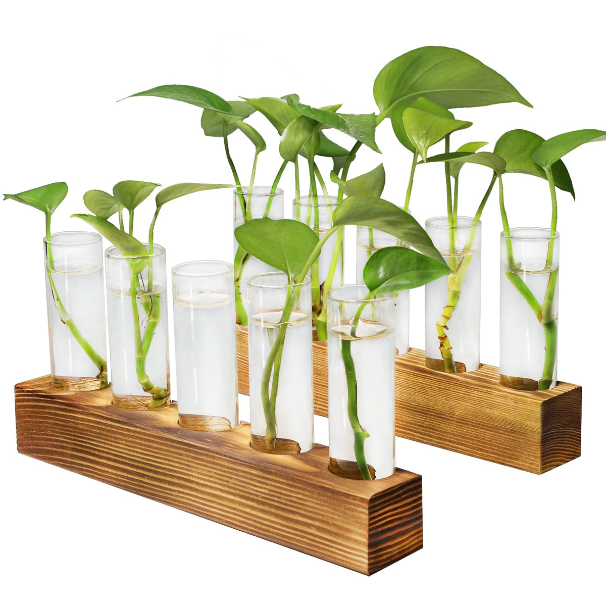 Renmxj propagation station on a desk with a wooden stand for stylish plant care