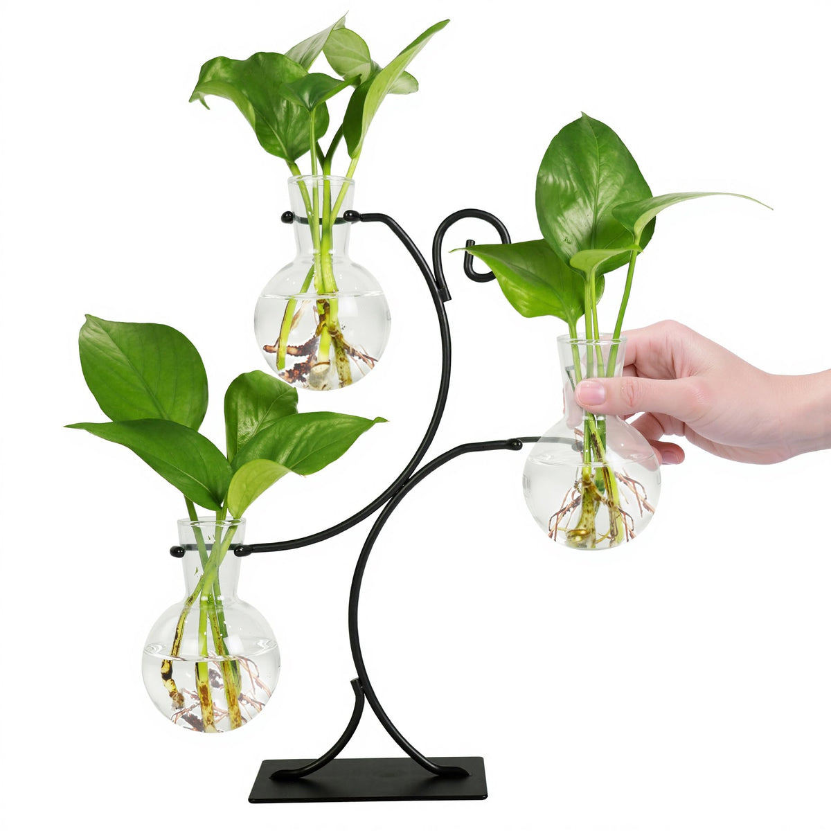 Renmxj three-vase propagation station in glass showcases roots and water clarity for easy monitoring.