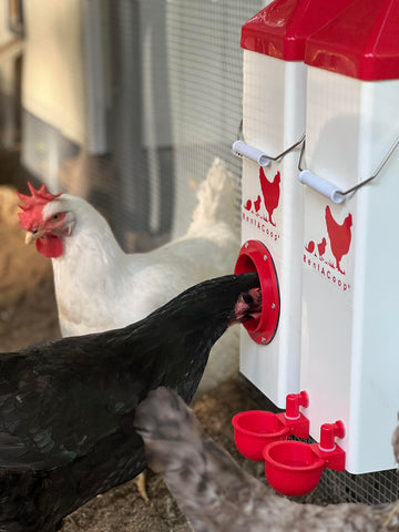 RentACoop auto-fill cups waterer close-up emphasizes fresh, spill-free water.