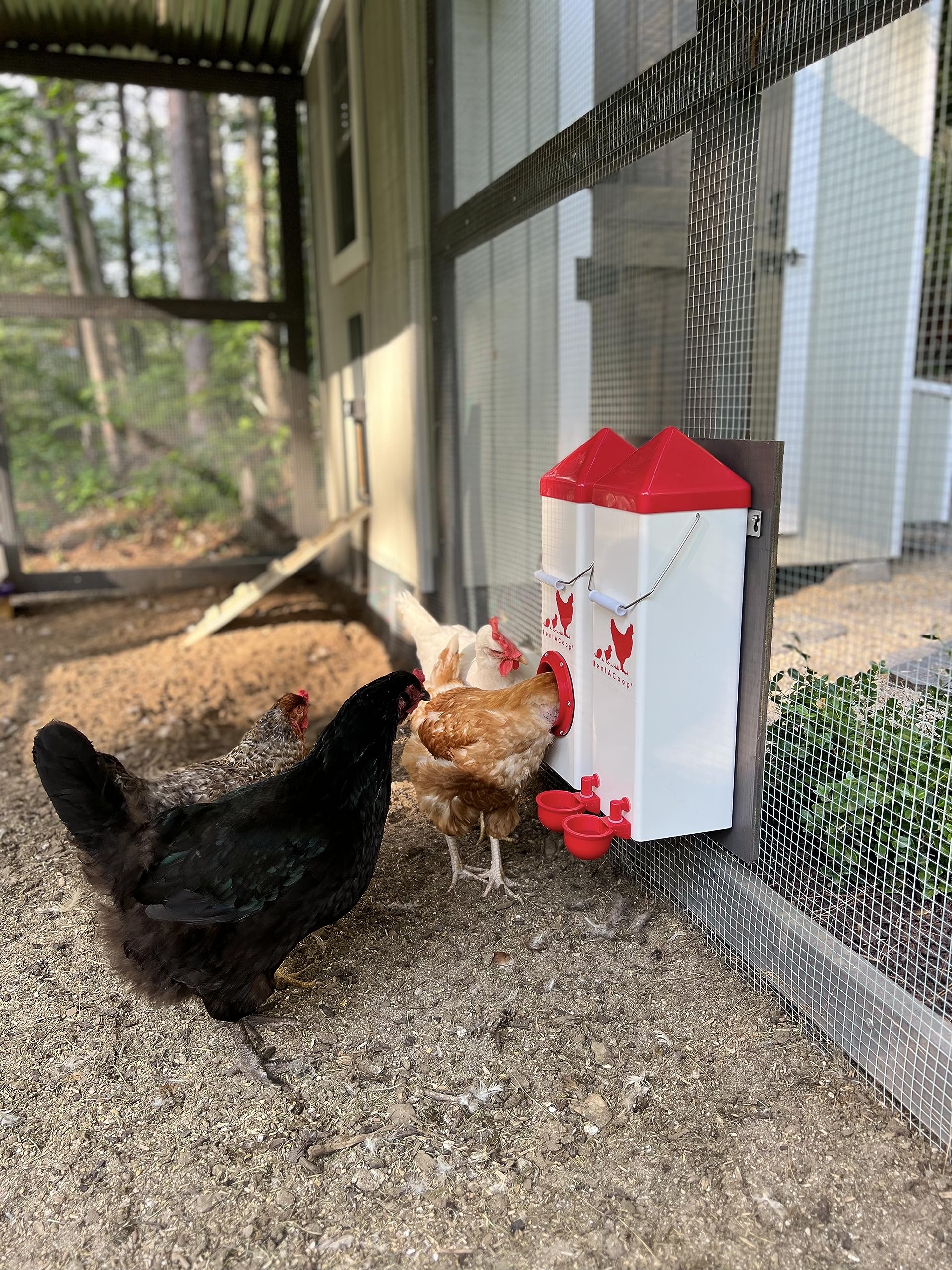 RentACoop feeder-port design shows no-waste feeding in action.