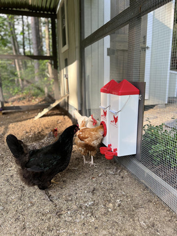 RentACoop feeder-port design shows no-waste feeding in action.