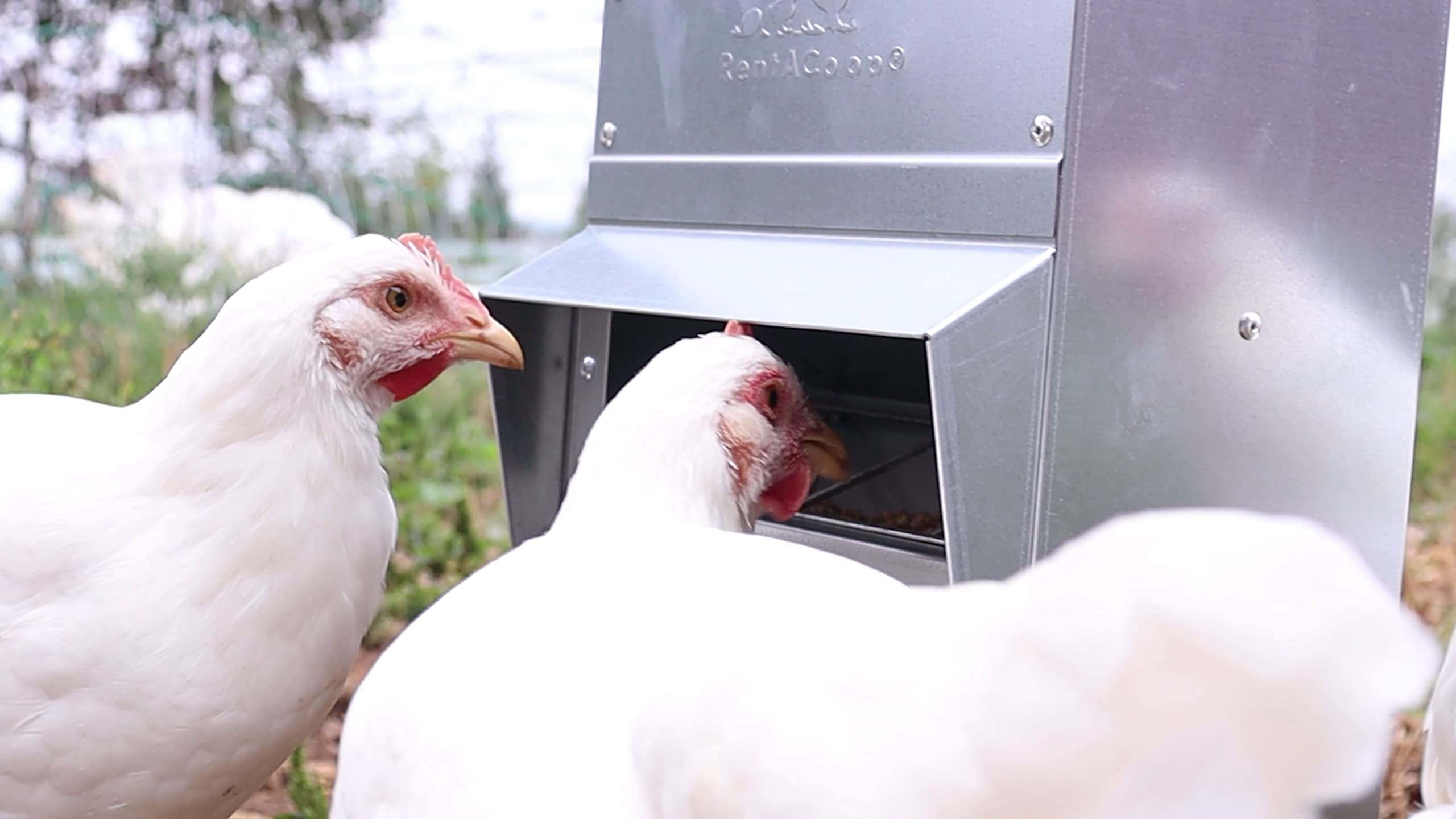RentACoop 10lb capacity trough feeder ready for flock use