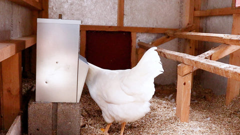 Adjustable mounting option on RentACoop trough feeder for various coops