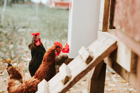 RentACoop anti-roost cone helps keep perching areas clean.