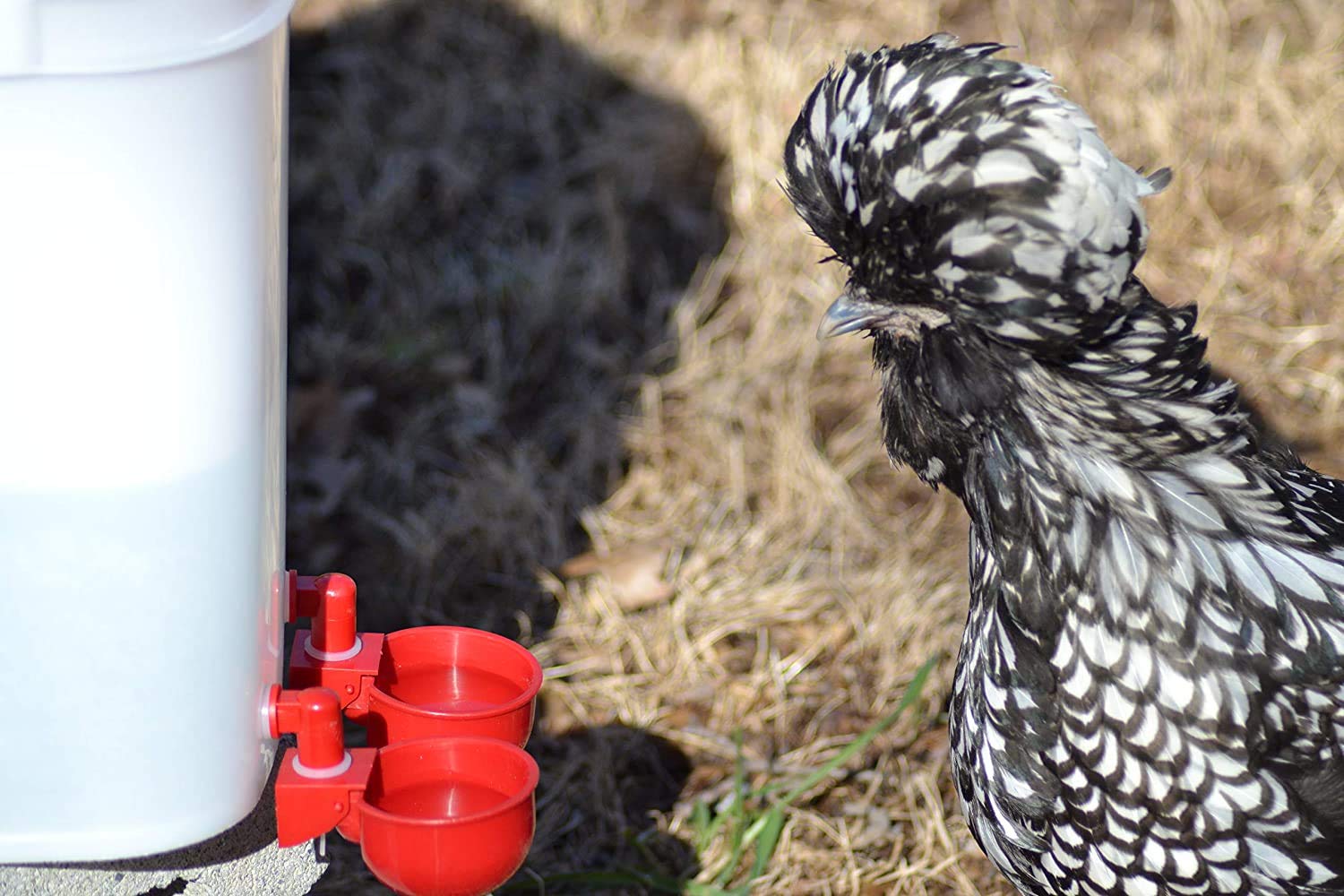 RentACoop bonus seven-pack keeps extras ready for flock changes