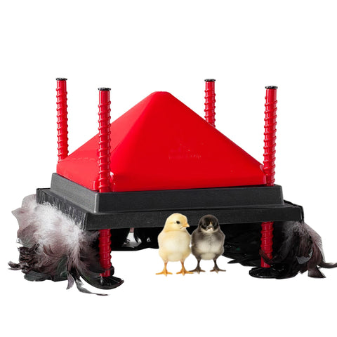 RentACoop 12x12 brooder plate top view shows even warmth for chicks