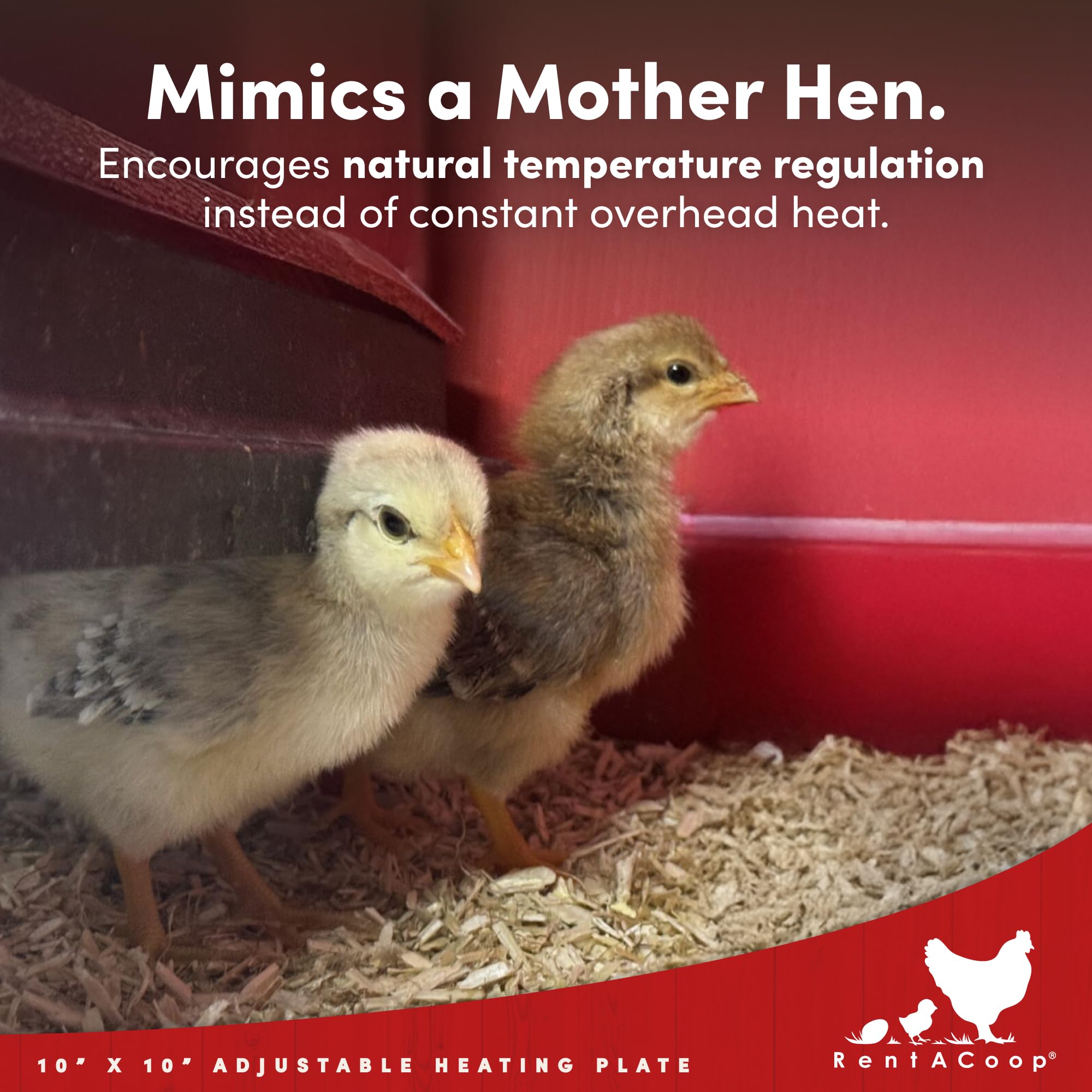 RentACoop chick brooder with adjustable angle setup