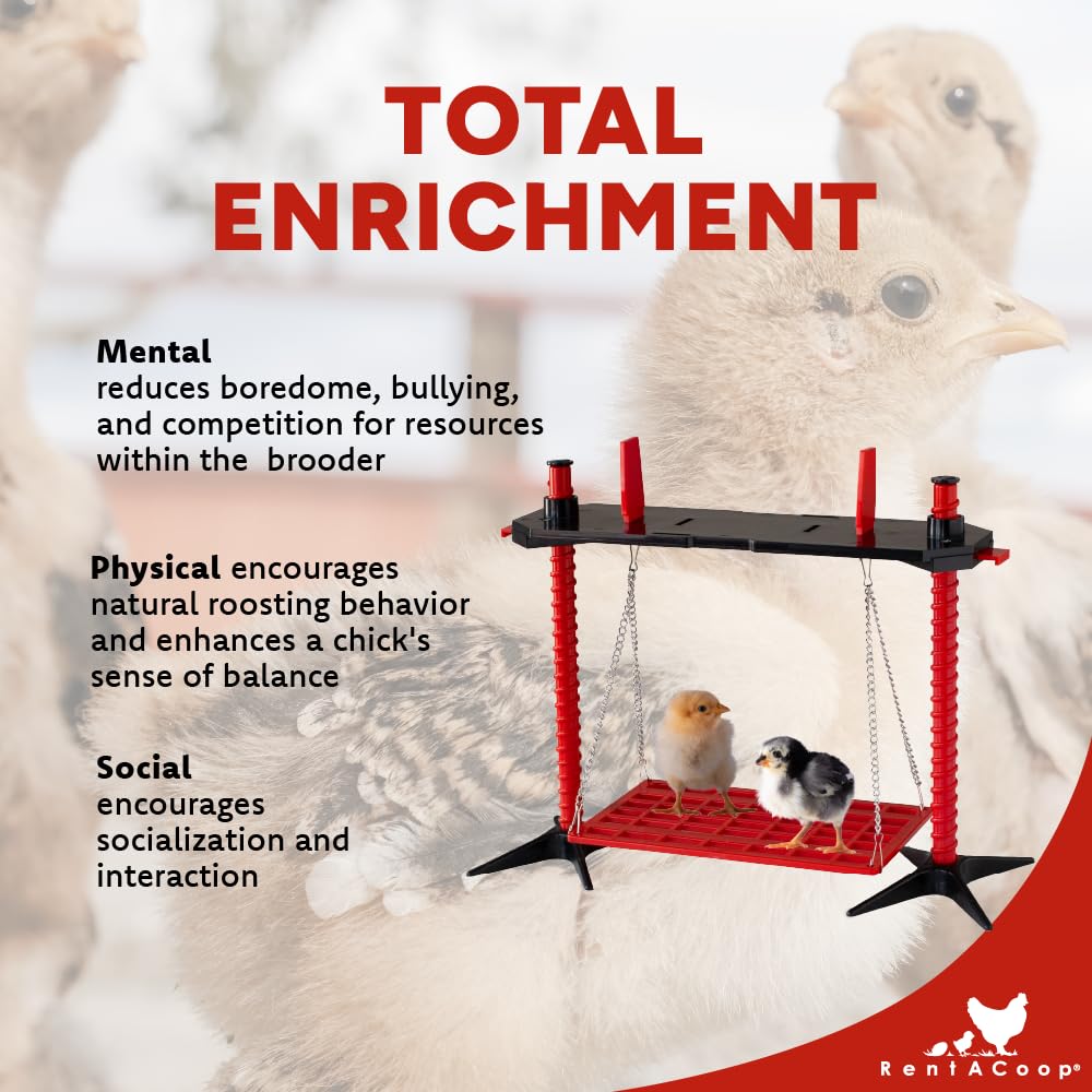 RentACoop chick swing height-adjustable platform adapts to brooder growth.