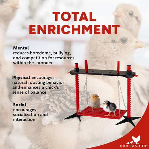 RentACoop chick swing height-adjustable platform adapts to brooder growth.