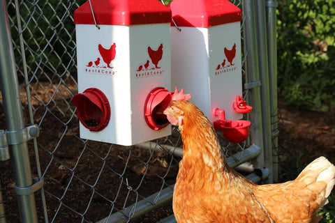 RentACoop Chick2Chicken 1 gallon waterer ensures clean water for your flock