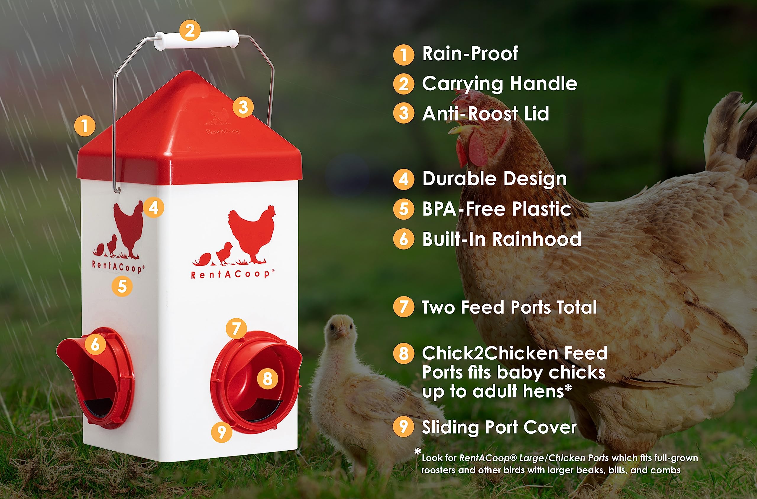 RentACoop Chick2Chicken anti-roost lid installed to reduce coop mess.