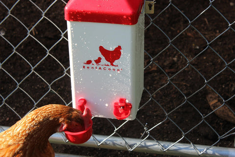 RentACoop Chick2Chicken medium ports safe access for chicks